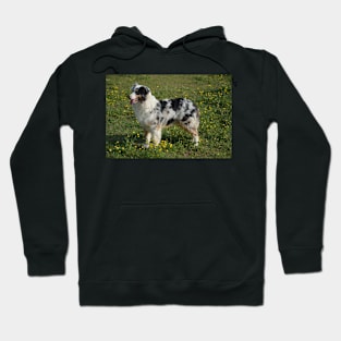 miniature american shepherd blue merle full second Hoodie